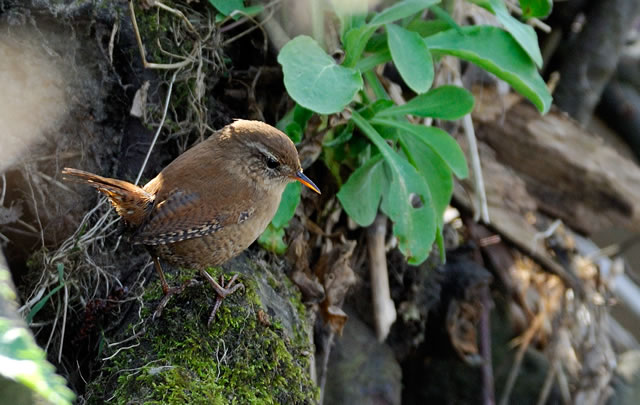 Fabulous nature shots from local photographer, Stewart Canham