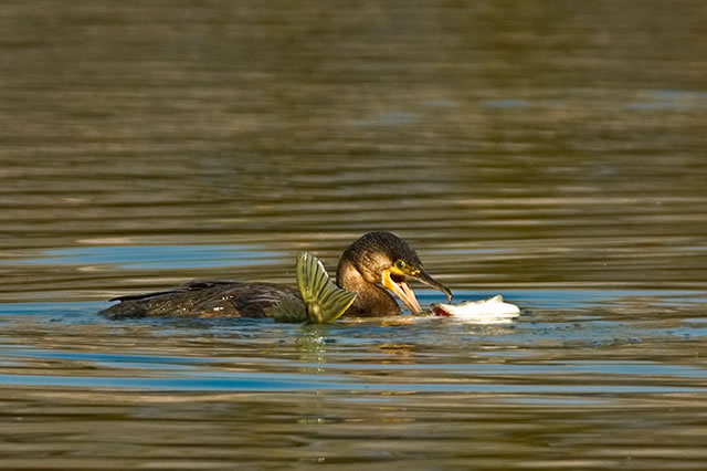 Fabulous nature shots from local photographer, Stewart Canham