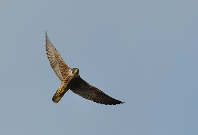 Fabulous nature shots from local photographer, Stewart Canham