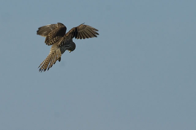 Fabulous nature shots from local photographer, Stewart Canham