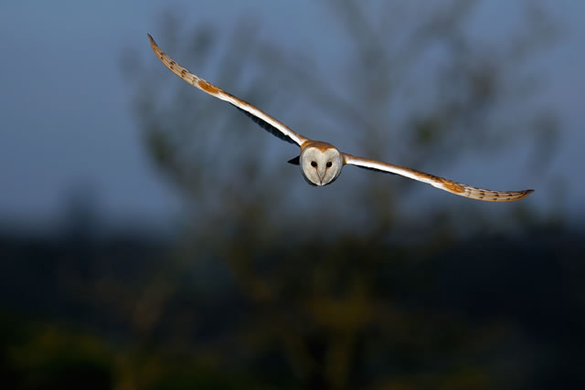 Fabulous nature shots from local photographer, Stewart Canham