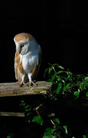 Fabulous nature shots from local photographer, Stewart Canham