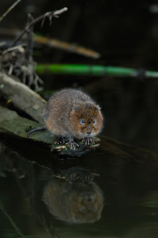 Fabulous nature shots from local photographer, Stewart Canham