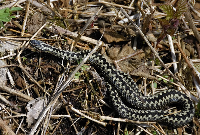 Fabulous nature shots from local photographer, Stewart Canham