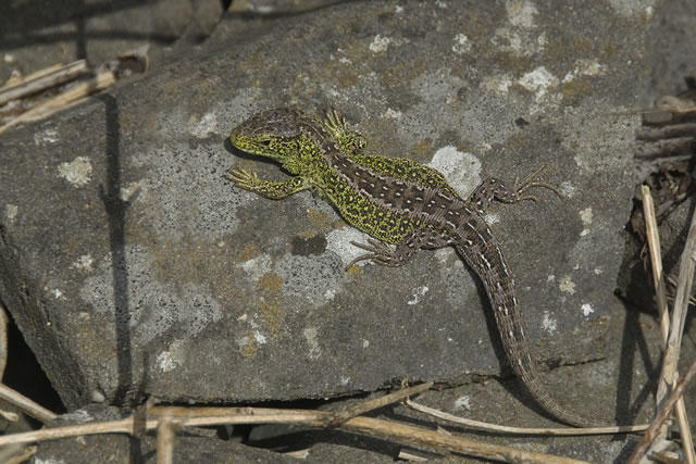 Fabulous nature shots from local photographer, Stewart Canham