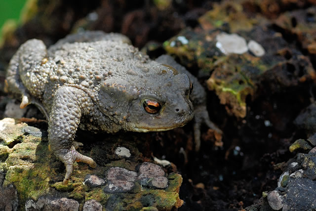 Fabulous nature shots from local photographer, Stewart Canham