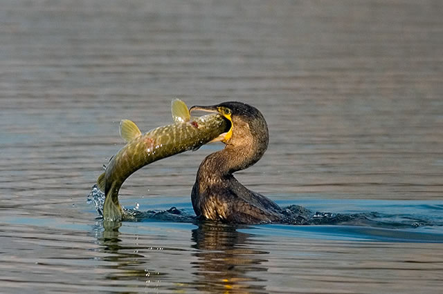 Fabulous nature shots from local photographer, Stewart Canham