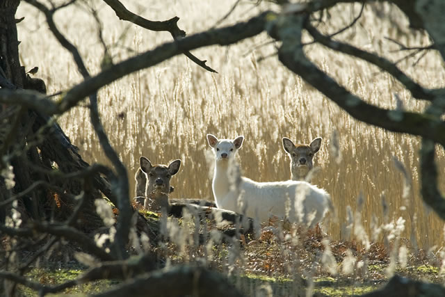 Fabulous nature shots from local photographer, Stewart Canham