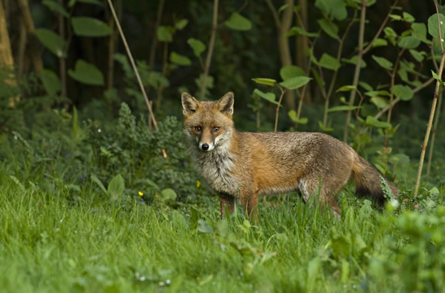 Fabulous nature shots from local photographer, Stewart Canham