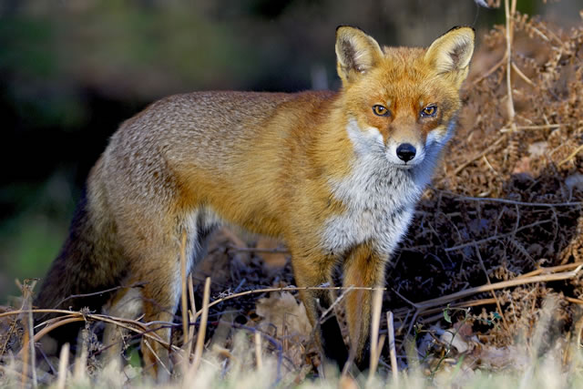 Fabulous nature shots from local photographer, Stewart Canham