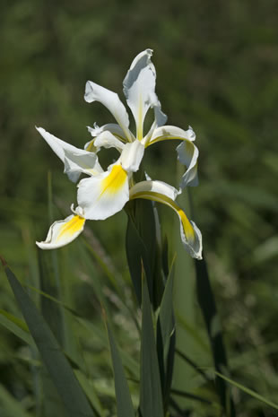 Fabulous nature shots from local photographer, Stewart Canham