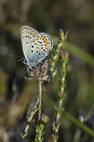 Fabulous nature shots from local photographer, Stewart Canham