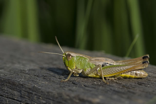 Fabulous nature shots from local photographer, Stewart Canham