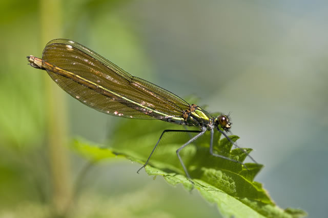 Fabulous nature shots from local photographer, Stewart Canham