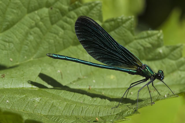 Fabulous nature shots from local photographer, Stewart Canham