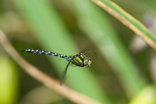 Fabulous nature shots from local photographer, Stewart Canham