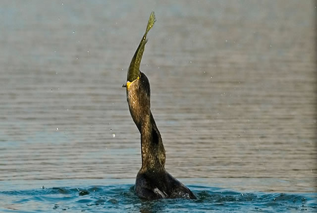 Fabulous nature shots from local photographer, Stewart Canham