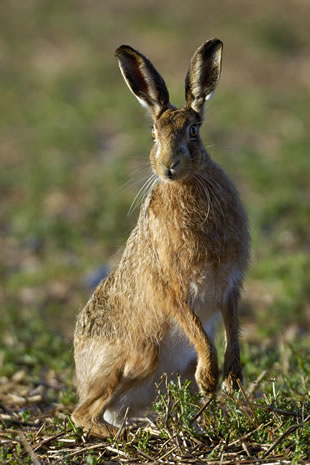 Fabulous nature shots from local photographer, Stewart Canham