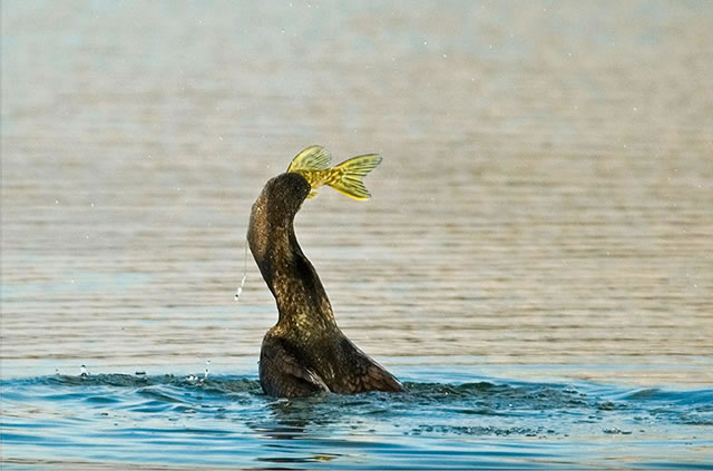 Fabulous nature shots from local photographer, Stewart Canham