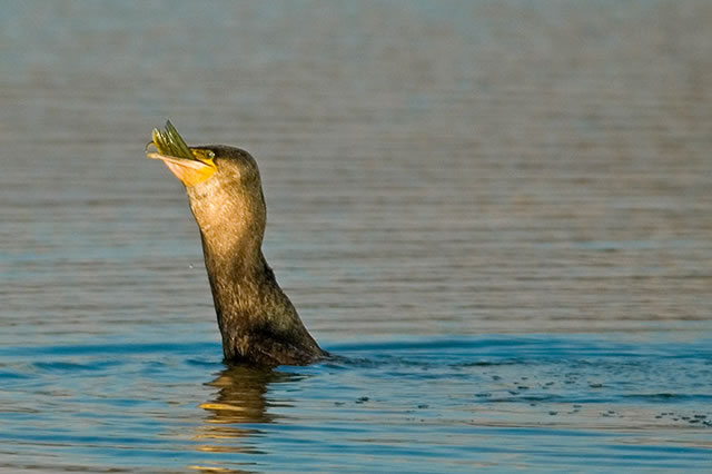 Fabulous nature shots from local photographer, Stewart Canham