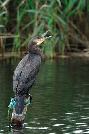 Fabulous nature shots from local photographer, Stewart Canham