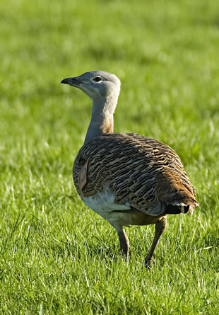 Fabulous nature shots from local photographer, Stewart Canham