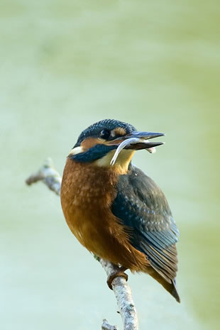 Fabulous nature shots from local photographer, Stewart Canham