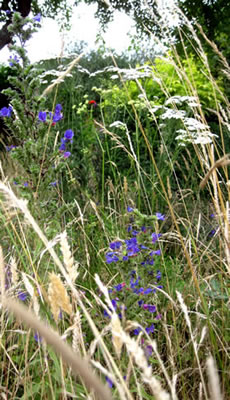 Viper's bugloss in Angela's meadow area