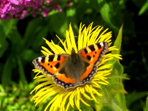 Tortoiseshell butterfly and inula hookeri