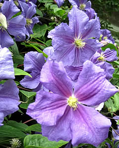 Clematis Perle D'Azur