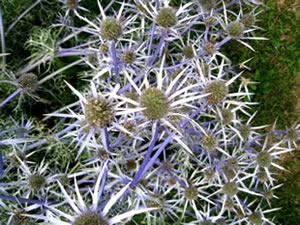 Eryngium or sea holly