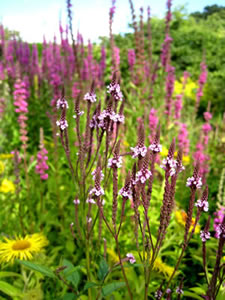 Spikes of verbena hastata  and lythrum salicifolia contrast with the colour and shape of inula hookeri