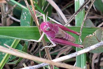 A pink grasshopper!