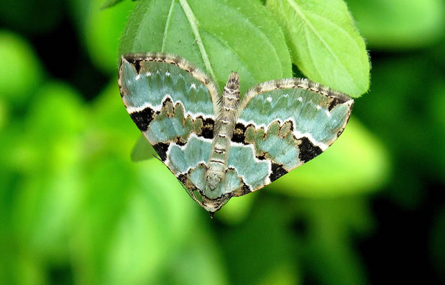 A funky camo moth