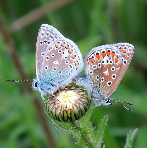 Two colourful moths, stood back to back