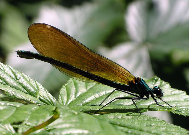 A Damselfly?