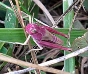 Pink Grasshoppers at Carymoor Environment Centre - and Other Beauties