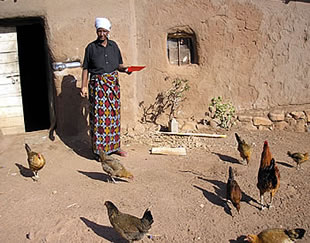 Ng’eni family chicken scheme