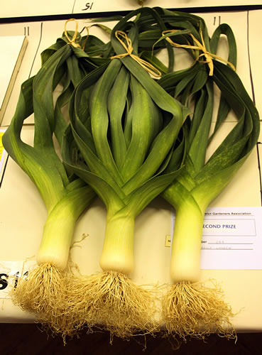 An impressive artistic arrangement of leeks. These came second in the face of...