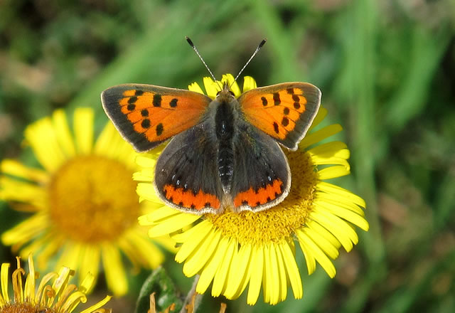 Small Copper butterfly