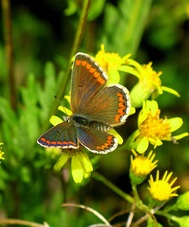 Brown Argus butterfly