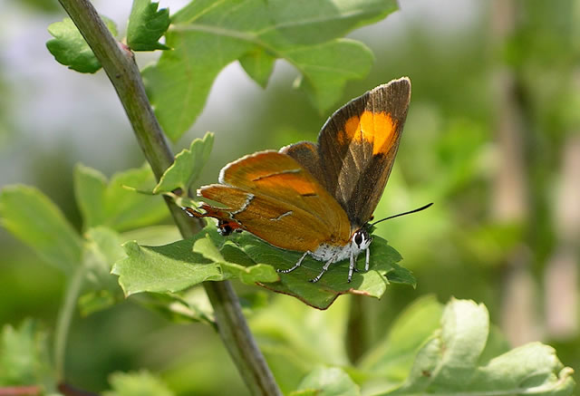 Brown Hairstreak butterfly