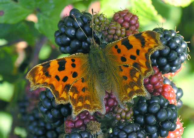 Comma butterfly