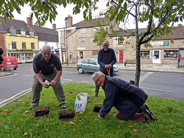 Planting crocus corms