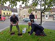 Brue Valley Rotary Club Plant Crocuses in Local Towns.