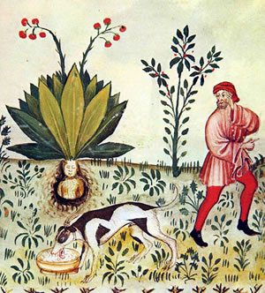How to uproot a mandrake (1474)