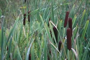 Reed beds purifiy the leachate