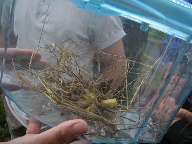 A caught vole, admired before released