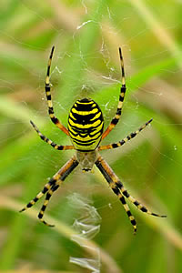 Wasp Spider