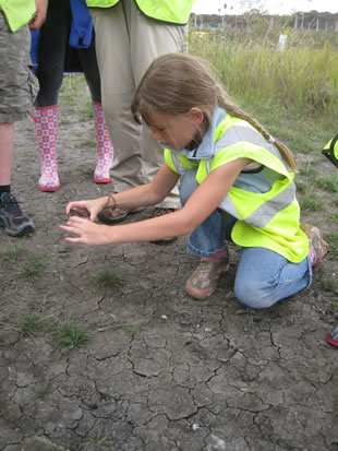 Badger tracking